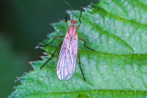 Réf. 205 214 : Empis stercorea